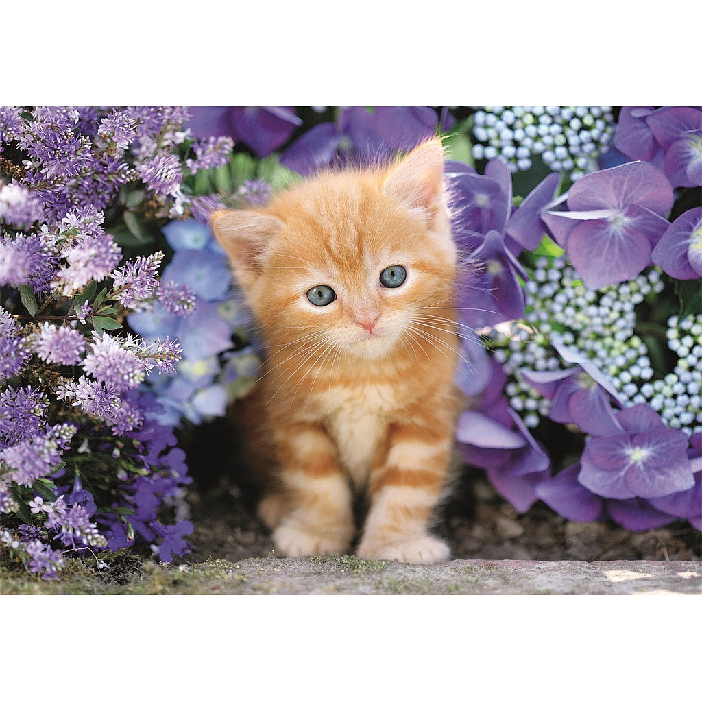 Cat Ginger 500-osaline Compact pusle Clementoni – detailvaade 2