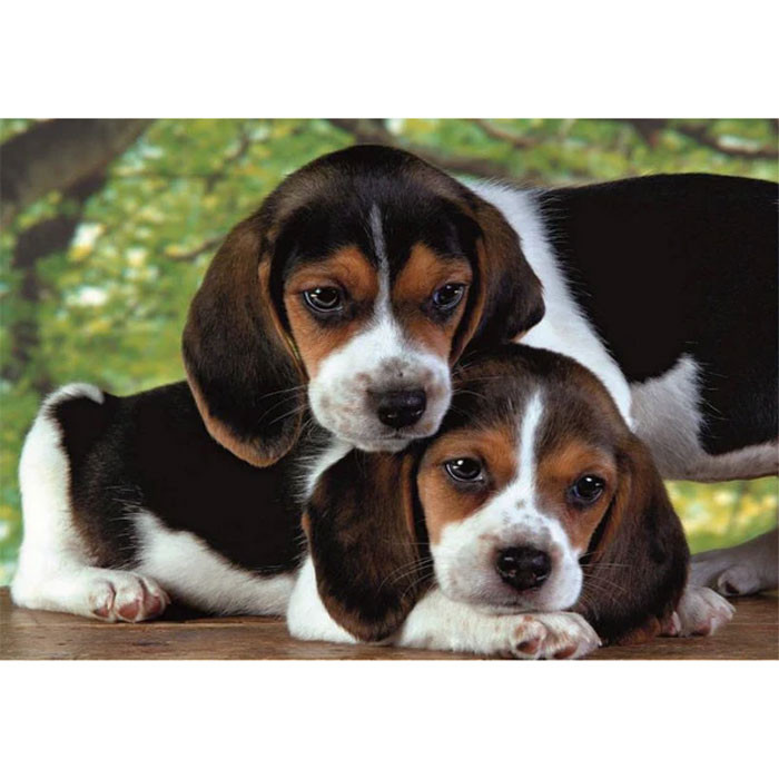 Dog Beagles Close Together 500-osaline Clementoni pusle – detailvaade 2