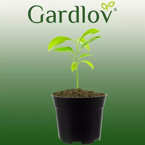 Istikupotid 2 l, 500 tk