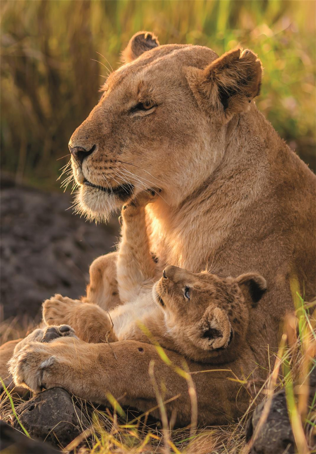 Lion Feline Love 500-osaline Compact pusle Clementoni – detailvaade 2