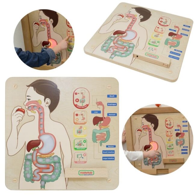 digestive system tahvel mäng – MASTERKIDZ Montessori Digestive System arendav tahvel – arendav mäng lapsele