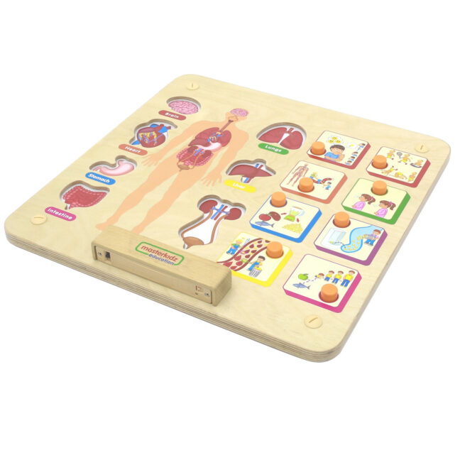 human body system tahvel – MASTERKIDZ Montessori Human Body System arendav tahvel
