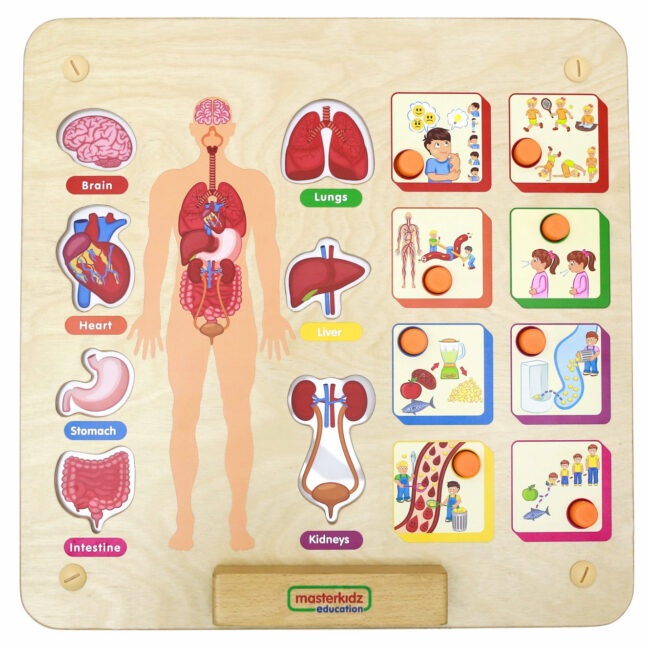 human body system tahvel – detailvaade