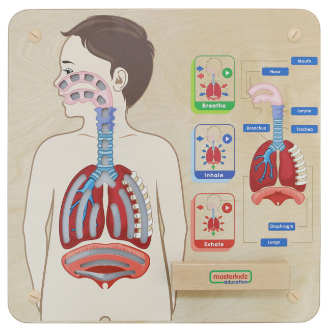 respiratory system tahvel mäng – MASTERKIDZ Montessori Respiratory System arendav tahvel – arendav mäng lapsele